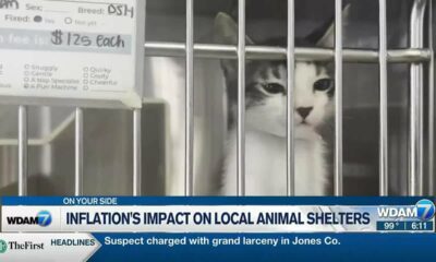 Inflation's impact on local animal shelters