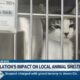 Inflation's impact on local animal shelters