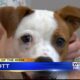 Pet of the Week - Elliott