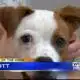 Pet of the Week - Elliott