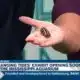 WATCH: Mississippi Aquarium special guest promotes 'Changing Tides' exhibit