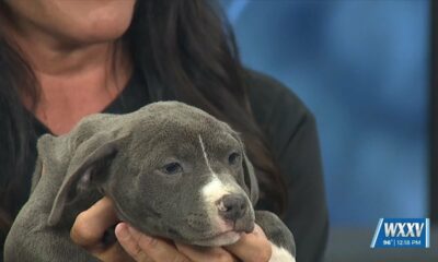 Pet of the Week: Ocean is looking for a forever home