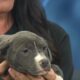 Pet of the Week: Ocean is looking for a forever home