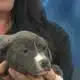 Pet of the Week: Ocean is looking for a forever home