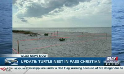 IMMS is watching another turtle nest in Pass Christian