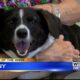 Pet of the Week – Penny