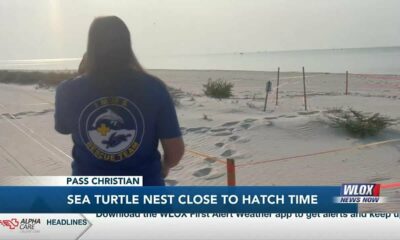 Sea turtle nest in Pass Christian close to hatching time
