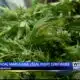 Availability of medical marijuana remains on hold in Alabama