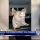 Oxford police: the Price Street Pig found after going missing