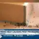 Extreme heat causing pest problems