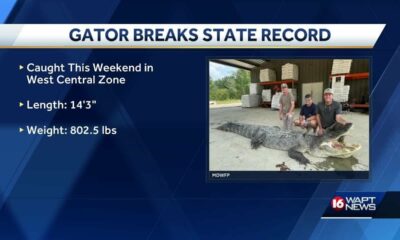 New alligator state record set