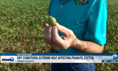 Dry conitons, extreme heat affecting peanuts, cotton