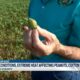 Dry conitons, extreme heat affecting peanuts, cotton