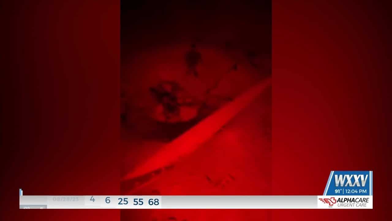 Baby turtles hatch in Pass Christian