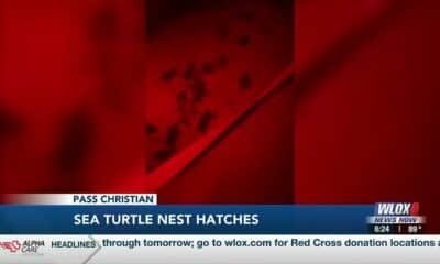 Sea turtle nest hatches in Pass Christian