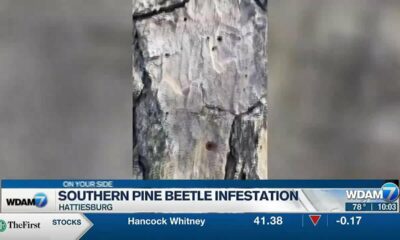 Weather large factor in Southern Pine Beetle infestation