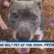 Pine Belt Pet of the Week: Petunia