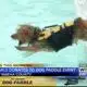 Family donates to Dog Paddle event