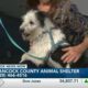 "The perfect dog" Duke is up for adoption at Hancock Co. Animal Shelter