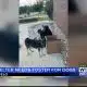 Tupelo animal shelter needs fosters for dogs