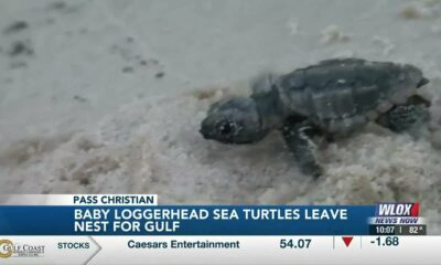 Baby Loggerhead sea turtles leave nest for Gulf