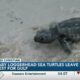 Baby Loggerhead sea turtles leave nest for Gulf