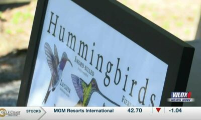 Coast Life: South Mississippi’s hummingbird migration spectacle