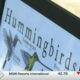 Coast Life: South Mississippi’s hummingbird migration spectacle