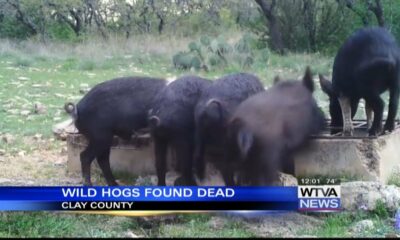 Sheriff: Wild hogs found dead in Clay County