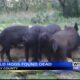 Sheriff: Wild hogs found dead in Clay County
