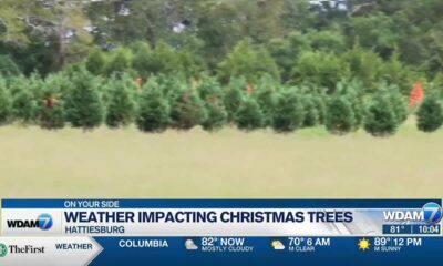 Weather having impact on Christmas trees