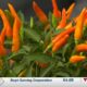 Growing peppers with Dr. Gary Bachman