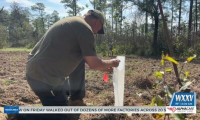 Netflix series stop in Wiggins to help restore ecosystem in De Soto National Forest