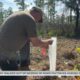 Netflix series stop in Wiggins to help restore ecosystem in De Soto National Forest