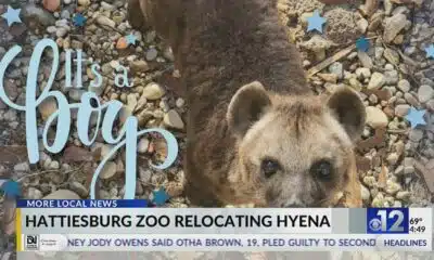 Hattiesburg Zoo hyena relocating to Kansas zoo