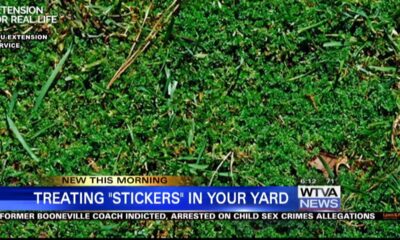 Treating “stickers” in your yard before they become a problem