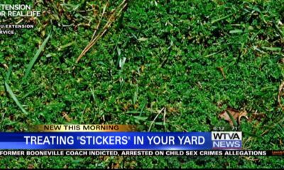 Treating "stickers" in your yard before they become a problem