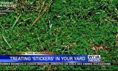 Treating "stickers" in your yard before they become a problem