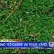 Treating "stickers" in your yard before they become a problem