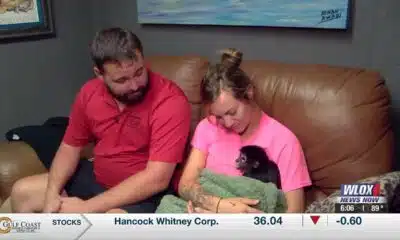Spider monkey returns to family after going missing for 24 hours