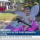 Butterflies in the Pass Monarch Festival balances family fun with education
