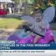 Butterflies in the Pass Monarch Festival balances family fun with education