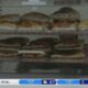 Hattiesburg bakery showcases Honduran, Mexican food