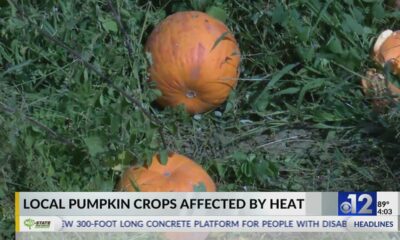 Mississippi pumpkins affected by heat, drought