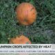 Mississippi pumpkins affected by heat, drought