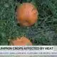 Mississippi pumpkins affected by heat, drought