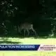 Deer Population Increase