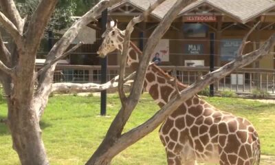 Hattiesburg Zoo welcomes third reticulated giraffe