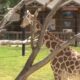 Hattiesburg Zoo welcomes third reticulated giraffe