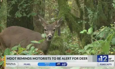 MDOT reminds drivers to stay alert for deer